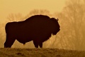 Żubr - European bison - Bison bonasus